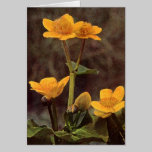 Wildflowers: Marsh Marigold Card cards