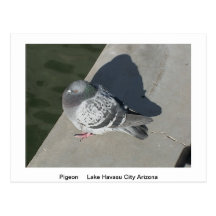 Wildlife Post Card