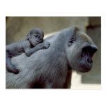 Wildlife Set - Primates 3 Postcards