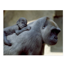 Wildlife Set - Primates 3 Postcards