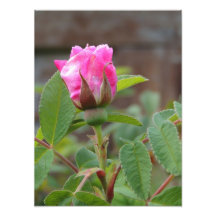 Wildrose Bud Photograph