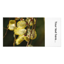 Willow Buds Photocard Photo Card