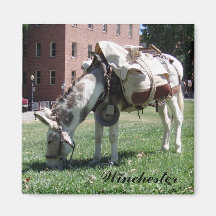 Winchester the donkey Magnet