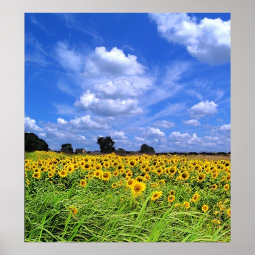 Wind Swept, Sunflowers (PRINT)