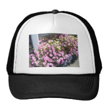 Window Boxes Hat