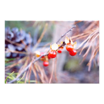 Winter Berries Photo Print
