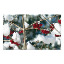 Winter Berries Print Art Photo
