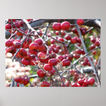 Winter Crab apple 1 Posters