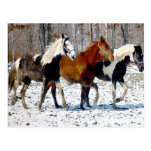 Winter Delight Postcard