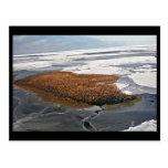 Winter Flock of Spectacled Eiders Postcards