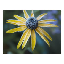 Winter Flower Photographic Print