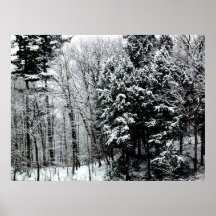 Winter Forest Scene Posters
