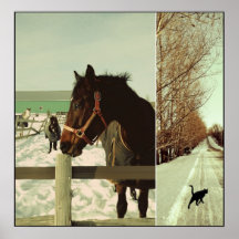 Winter horses with cat posters
