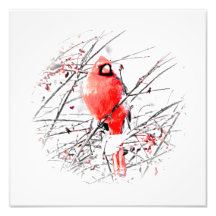 WINTER MALE CARDINAL PHOTOGRAPH