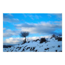 winter photo