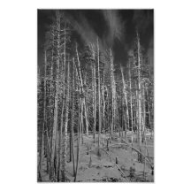 Winter Pines in Yellowstone Art Photo