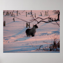 Winter Sunset Kitty in Corn Field Print