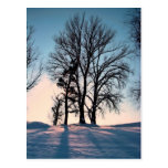 Winter trees on  blue sky background post card