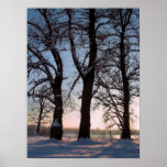 Winter trees on twilight blue sky background print