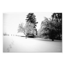 Winter Walks Photo Art