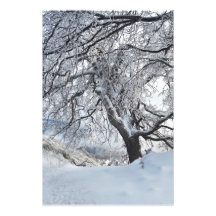 Winter Willow Photograph
