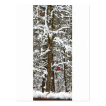 winter wonderland postcards