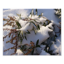 Winters Beauty 10x8 Photographic Print