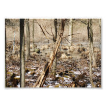 Winters Thaw 7x5 Photographic Print
