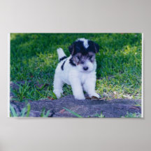 Wire Fox Terrier Poster