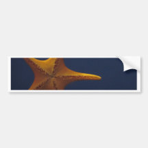 Wish Upon a Starfish Bumper Stickers