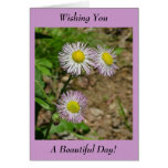 Wishing You A Beautiful Day! - Blank Inside Greeting Cards