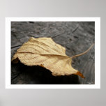 Withered Beauty/ Poster