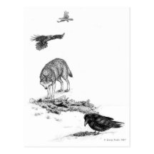 Wolf and Ravens Postcard