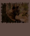 Wolf Cub Cute Animal Wolf-Lover Tshirt