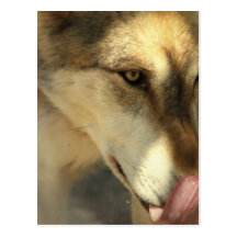 Wolf Lunch Postcard