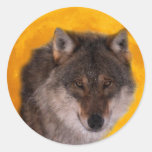 Wolf moon round stickers
