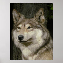 Wolf Poster