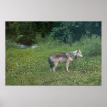 Wolf Posters