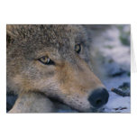 Wolf_pup_closeup Cards