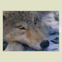 Wolf_pup_closeup cards