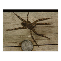 Wolf Spider Post Card