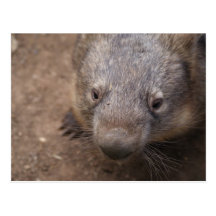 Wombat Kiss Post Card