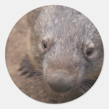 Wombat Kiss Sticker