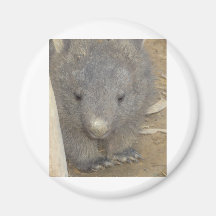 Wombat Magnets