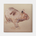 Wombat Magnets