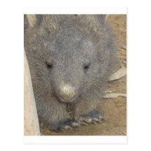Wombat Postcard