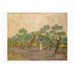Women Picking Olives, Vincent van Gogh Post Card