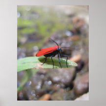 Wonder Bugs (1) Poster