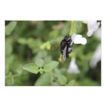 Wood Bee Photo