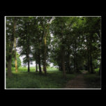 Wood, Bute Park Cardiff postcards